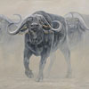 African Buffalo