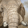 African Elephant 3