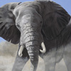 African Elephant