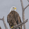 American Bald Eagle