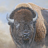 American Bison