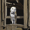 Barn Owl