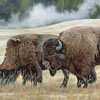 Bison at Old Faithful