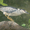 Black-crowned Night Heron