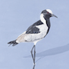 Blacksmith Plover