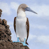 Blue-footed Booby