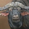 Cape Buffalo