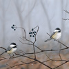 Chickadees