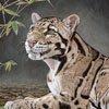 Clouded Leopard 2