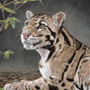 Clouded Leopard 2