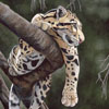 Clouded Leopard