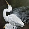 Egrets