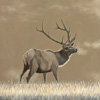 Elk