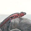 Galapagos Marine Iguana