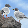 Galapagos Swallow Tailed Gull