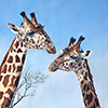 Giraffe Pair