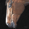 Horse Study