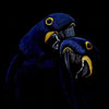 Hyacinth Macaws