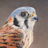 Kestrel Head Study