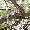 Leopard in Tree