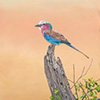 Lilac-breasted Roller 2