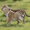 Lion Cubs