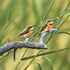 Little Bee-eaters