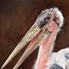 Marabou Stork