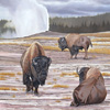 Old Faithful Bison Group