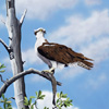 Osprey