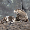 Otters