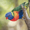 Rainbow Lory