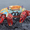 Sally Lightfoot Crab