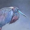 Tricolored Heron