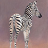 Young Zebra