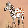 Zebra Foal