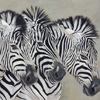 Zebras